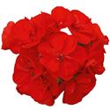Afbeelding van Geranium Staand P12 Sunrise Elara